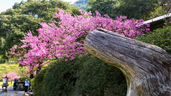 《蝶戀花·天元宮櫻吹雪》2707098
