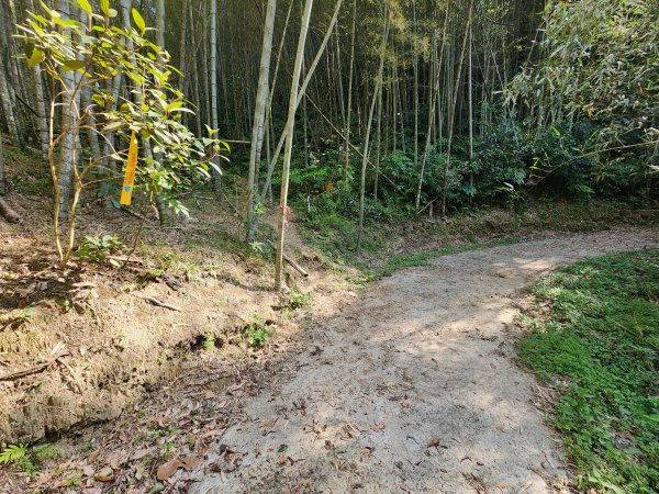 20250323慈湖草嶺山 ~ 五寮尖2781025