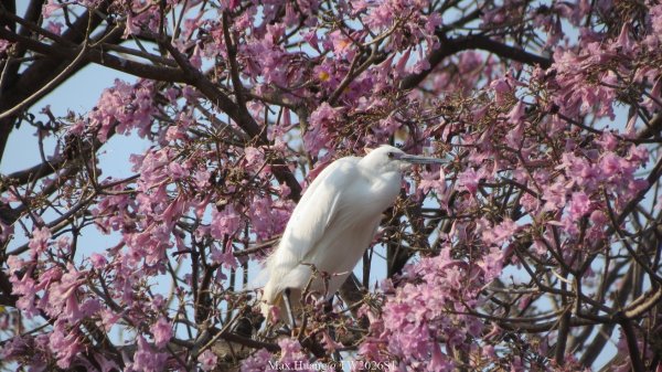 《台中》粉紅浪漫｜潮洋環保公園河岸步道202602-033022472
