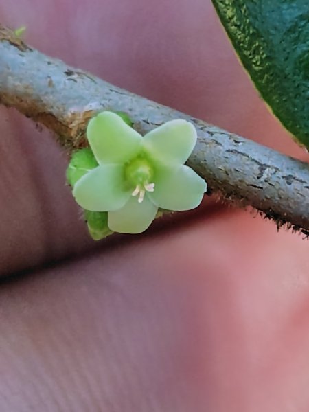 大雪山森林遊樂區 遊客中心 小神木 北三錐山 平石山西北峰2952857