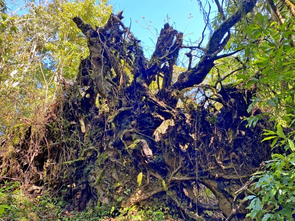 魯壁山、東穗山、島田三山、高台山縱走  881731