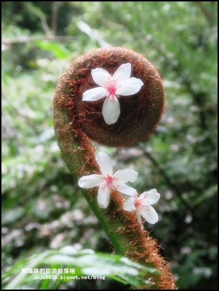 小粗坑古道賞桐花582242