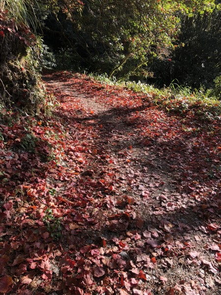 能高越嶺古道239848