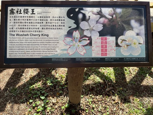 20231127_觀霧榛山步道（森遊竹縣）2763087