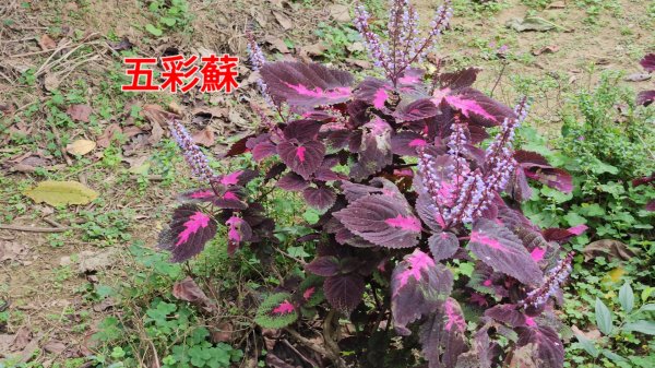圓通寺烘爐地登山步道大O走3007114