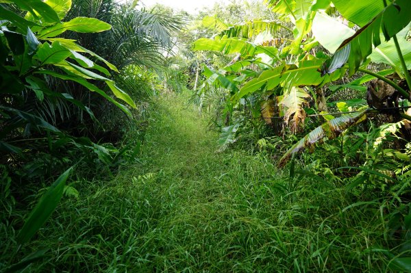 新北 瑞芳 粗坑口尖、碇內尖山、粗坑頭山、龍門山、滴水山2838276