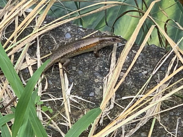 20240608高雄北旗尾南山-北旗尾山-旗尾山2523596