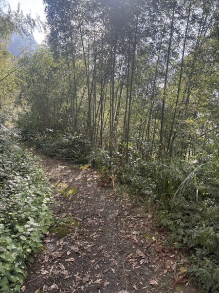 20251122大湖尖山步道(啟登直上第三涼亭)2944511