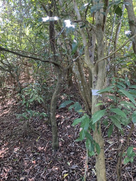 20250531屏東武潭山2803195