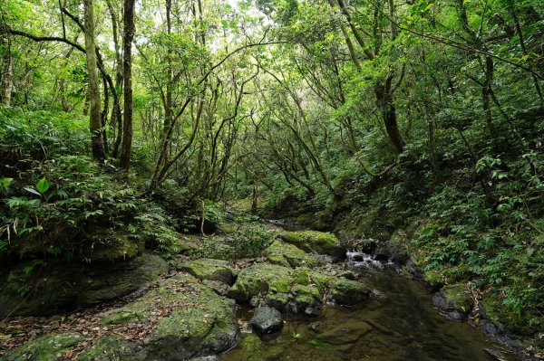 宜蘭 頭城 鶯子嶺2501351