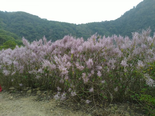 2023-02-26 登嘉南雲峰巧遇草嶺櫻花季2043974