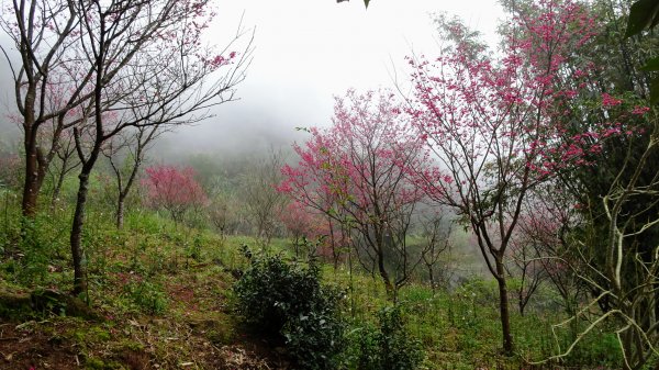 十八彎古道2026577