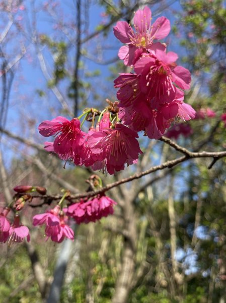 鳳鳴越嶺山佳2708065