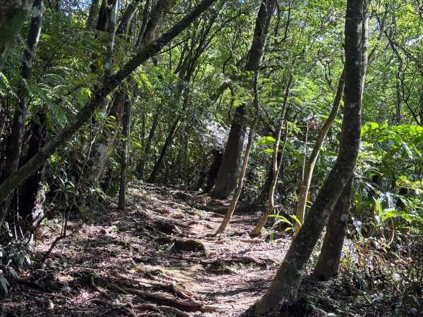 五分山系-望古瀑布段2896300