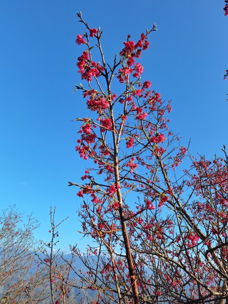 八角崠山+協雲宮櫻花步道202502152712861