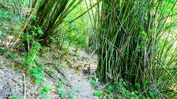 崩山坑越嶺內盤山2913783