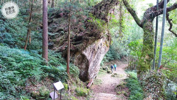 阿里山山脈越嶺步道大串走 D6543924