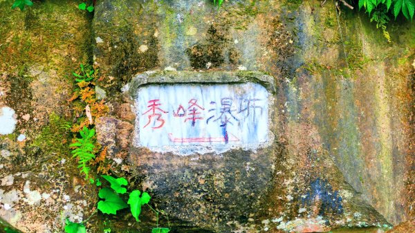 翼豆（楊桃豆）3067606