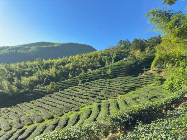 20251117樟空崙步道挑竹古道3號 六連峰O繞2939640