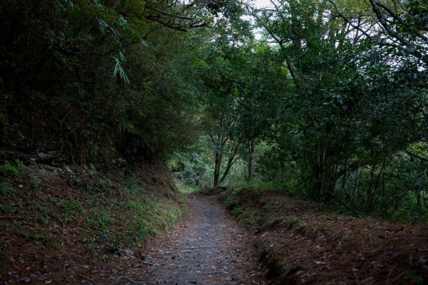 猴子就是愛爬山(奇萊南華)#5.6567202