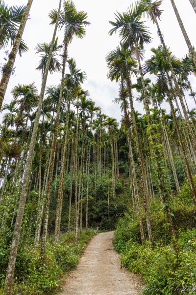 [南投]後尖山3015576