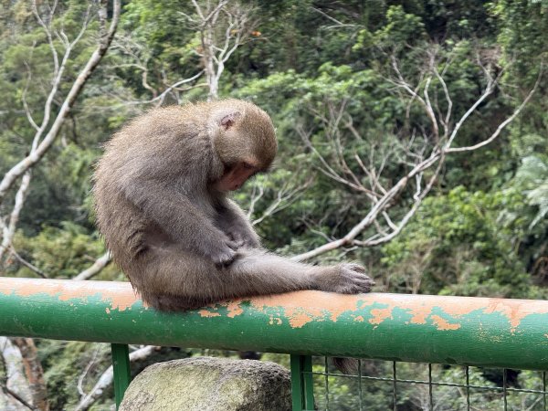 登仙橋賞猴2704796