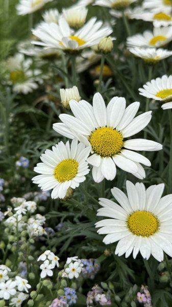 2025台北杜鵑花季｜大安森林公園｜迎曦花丘｜20250307｜峯花雪月2729821