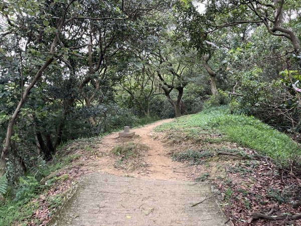 [微笑山線_第二段] 2025_0720 大棟山系_百年大榕樹2843329