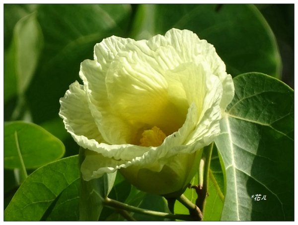 夏日/黃槿的花開1417605