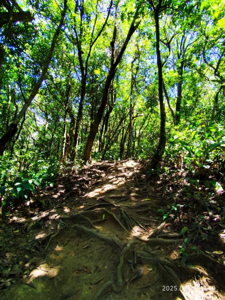 【臺北大縱走 4】大崙頭山北面步道→五指山古道→雙溪溝古道2874376
