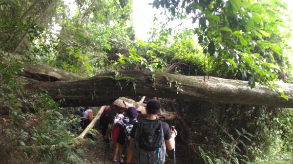 大禮大同步道1321059