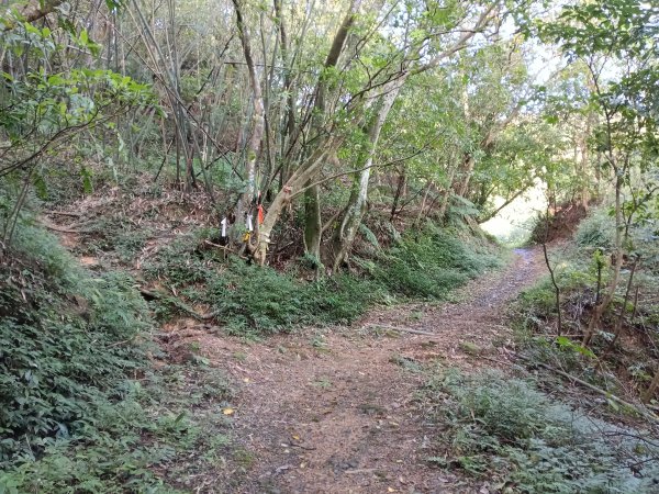 汐止區北港山+拱北殿楓情O型2976019