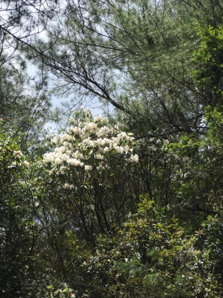 石山 草原上的高山杜鵑花紛紛爆發560468