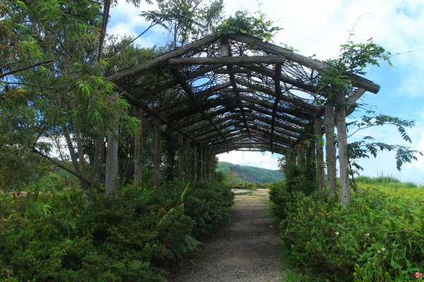 雲林．古坑雲嶺之丘&杉林步道2023/07/152238590