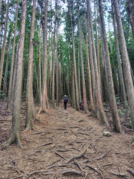 長壽山、肥崠山、醜崠山、大崠山、大崠山經建版2931535