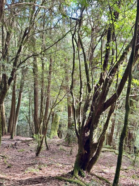 觀霧-檜山巨木群步道2925845
