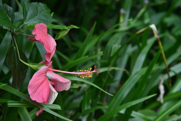 樹林大棟山／小百岳0151408544