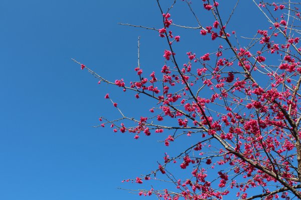 20210206高雄二集團山及櫻花公園1262868