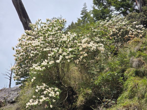 終於看到1000元背面的山景登頂玉山北峰／前峰2495868