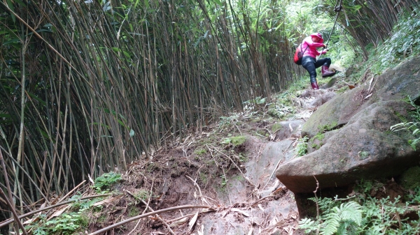 小觀音山群峰+大屯溪古道48981