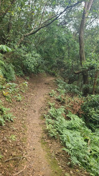 2025-01232淡蘭古道北二段(燦光寮古道到澳底)2696668