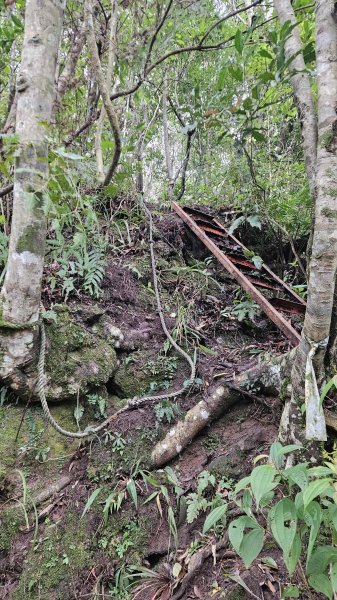 20251230九芎根山-芋圓尖-火炎山南主東峰-仁里坂山2977810