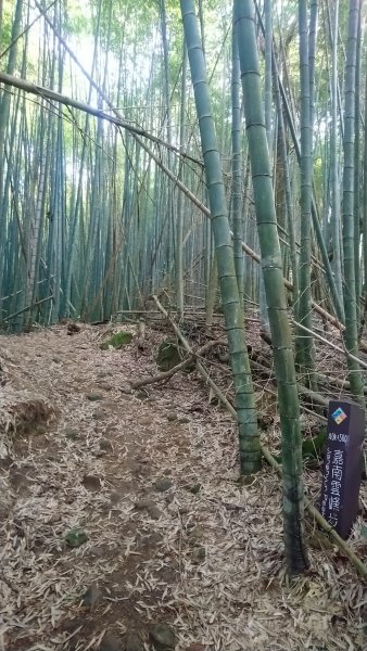 石壁山賞花行1605582