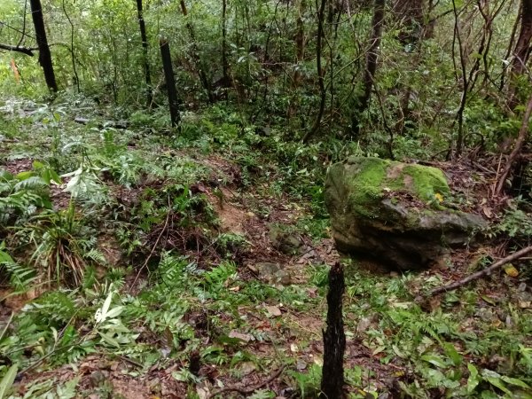 雙溪區中坑橋+中坑西山尾稜+中坑西山+內盤山坑古道+中坑橋O型2929519