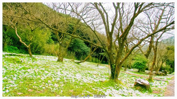 2021 大屯山之雪1234748