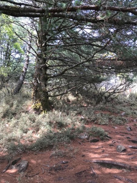 石山 草原上的高山杜鵑花紛紛爆發560334