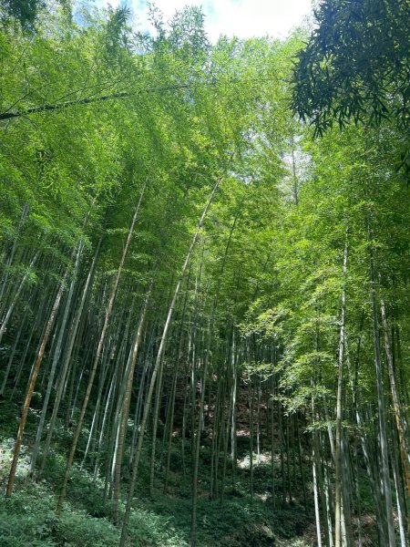 嵐山再古坑。五元兩角 木馬古道2806142