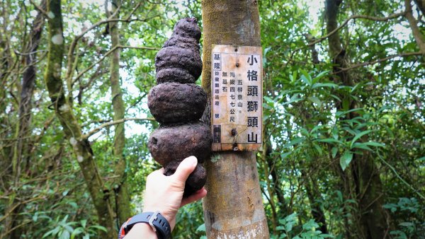 春之茶香花果處處開的石碇小格頭鱷魚島千島湖O型1688735