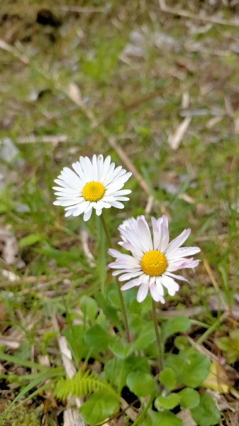 阿里山國家森林公園2104526