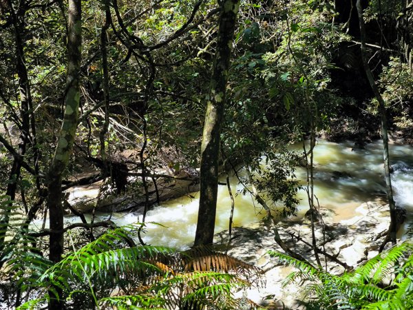 2024-08-22 澀水森林步道2578454